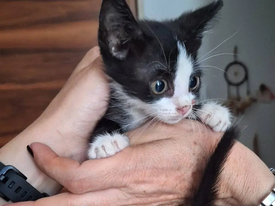 Adotta il gatto Whisky a Genova