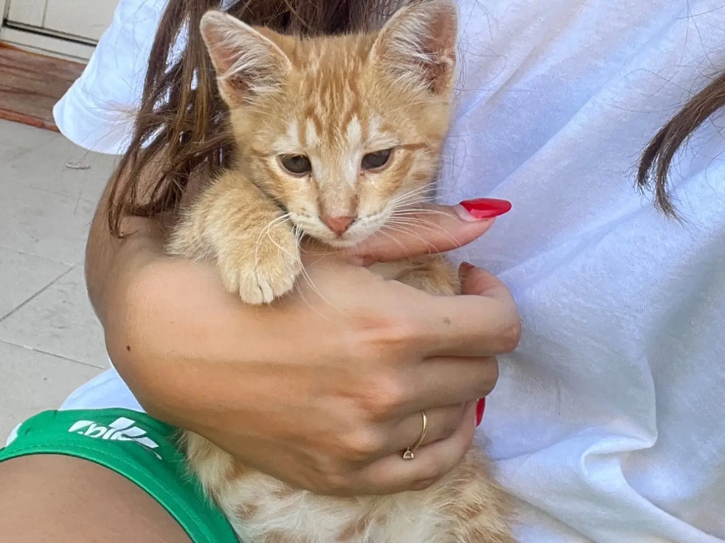 Adozione gatto, maschio, Razza sconosciuta Razza sconosciuta, 1 anno e 5 mesi, taglia non valida, Napoli