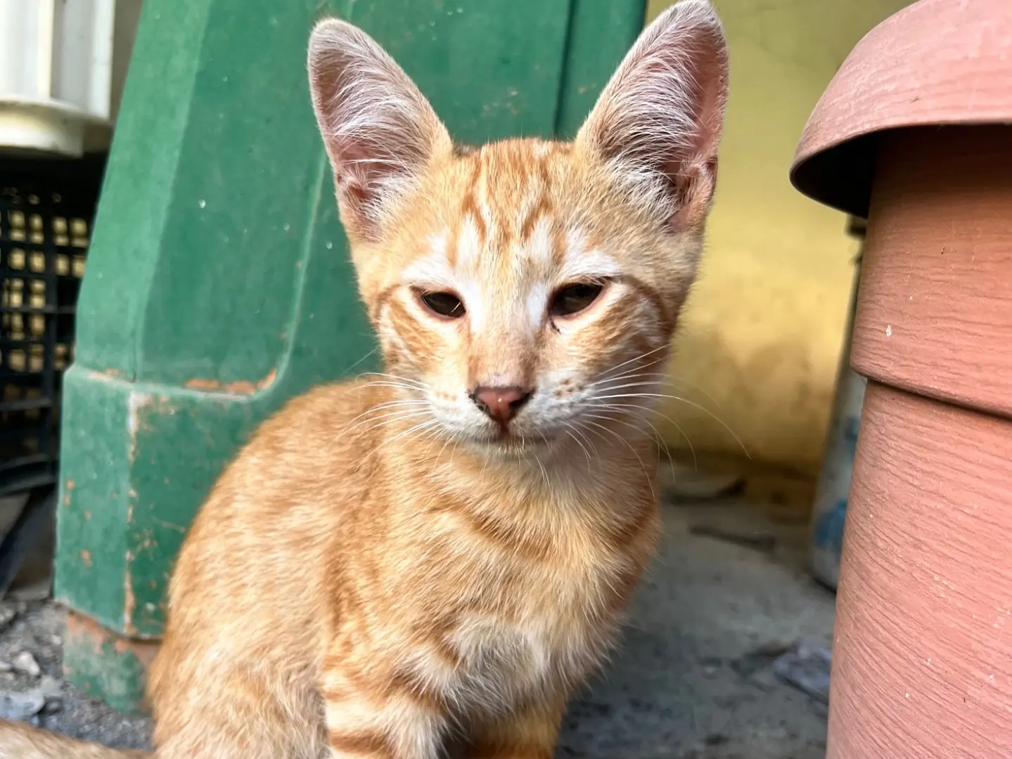 Adotta un gatto, taglia non valida, maschio, Napoli