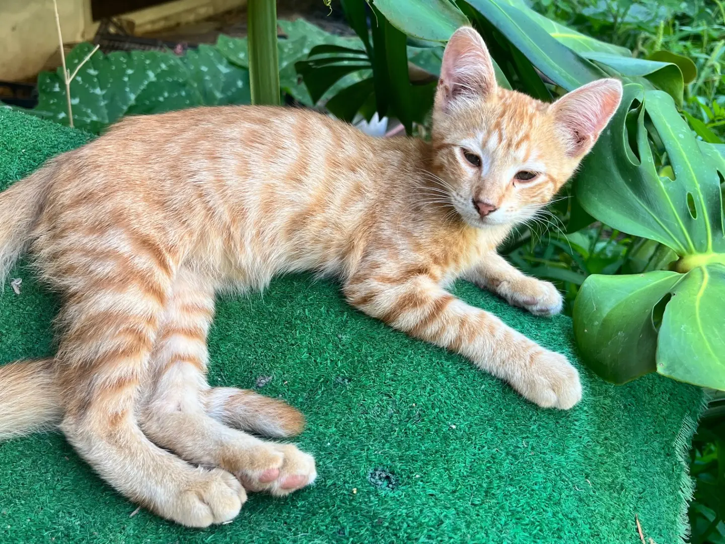 Adotta un gatto, maschio, 1 anno e 5 mesi, Napoli