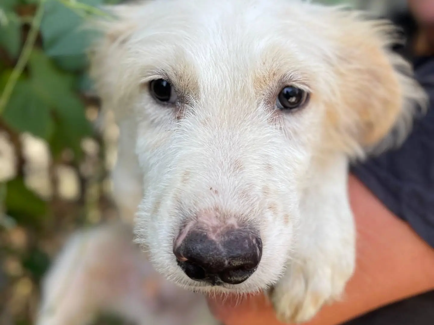 Adozione cane, maschio, Razza sconosciuta Razza sconosciuta, 6 mesi, taglia media, Latina
