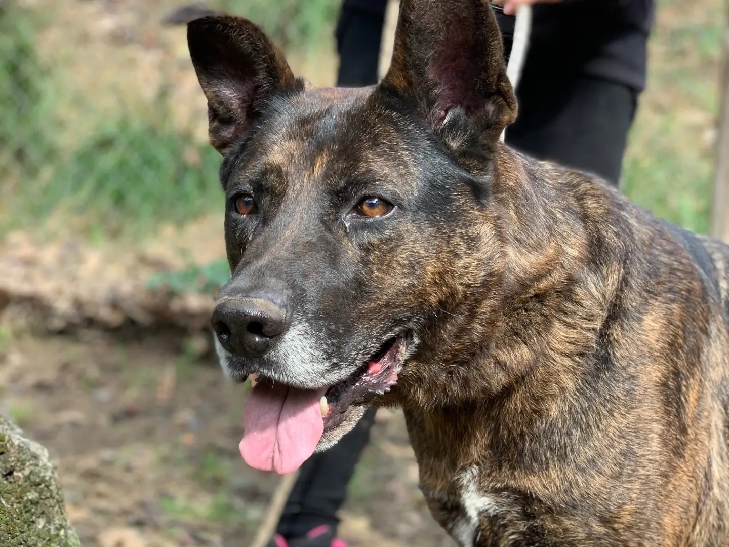 Vuoi adottare un cane a Latina?