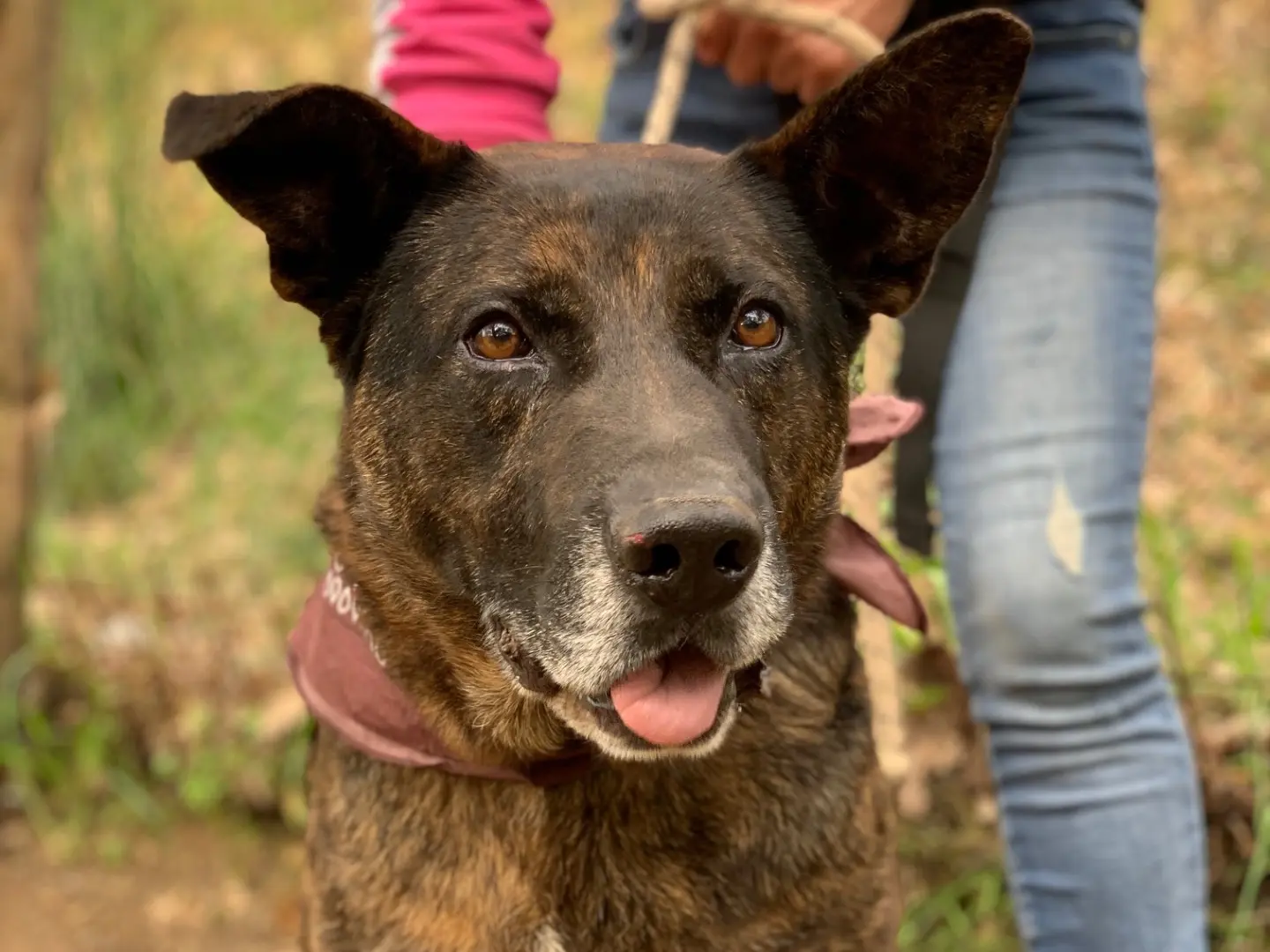Adotta il cane Rufus a Latina