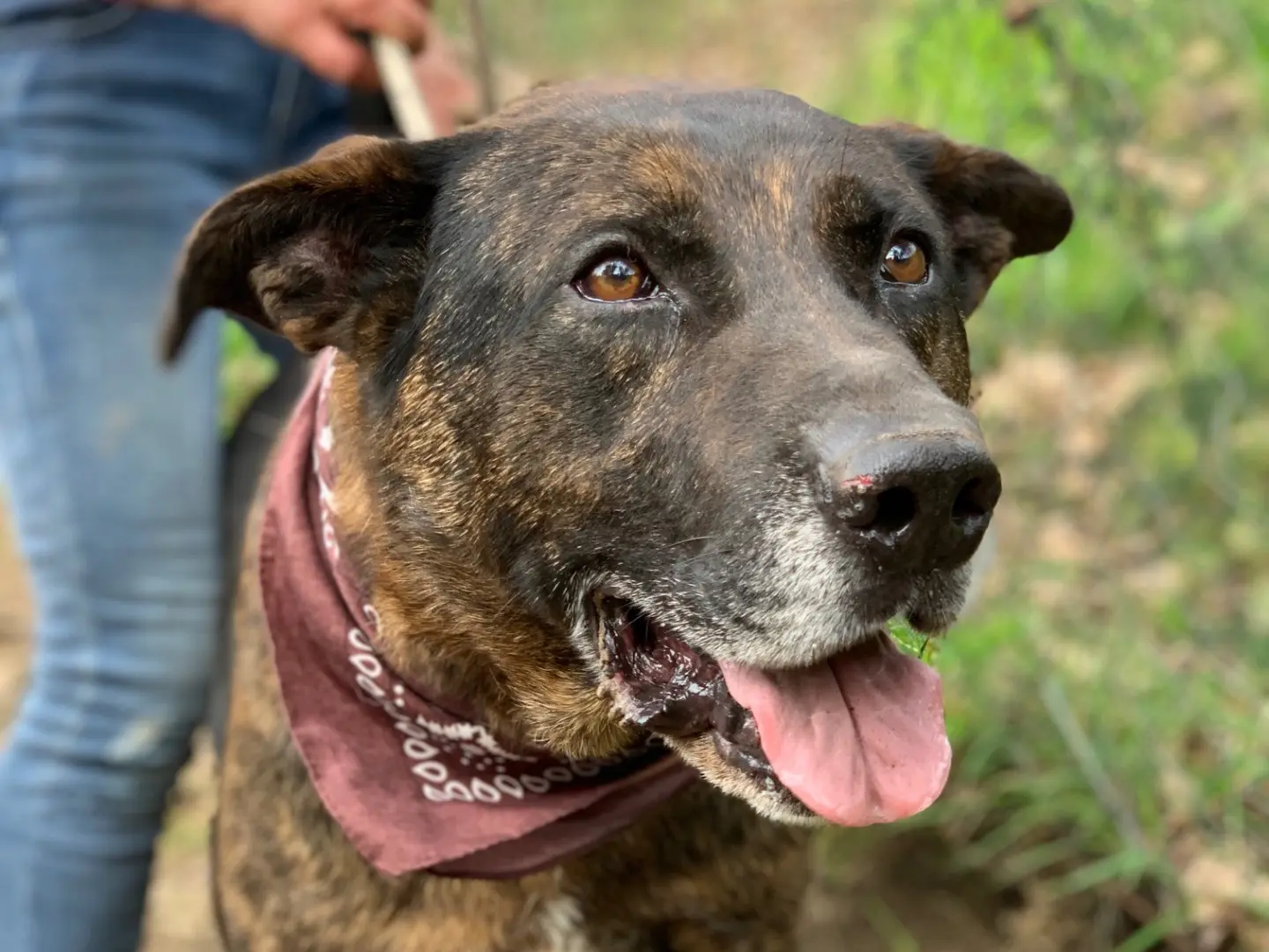 Adotta un cane, taglia media, maschio, Latina