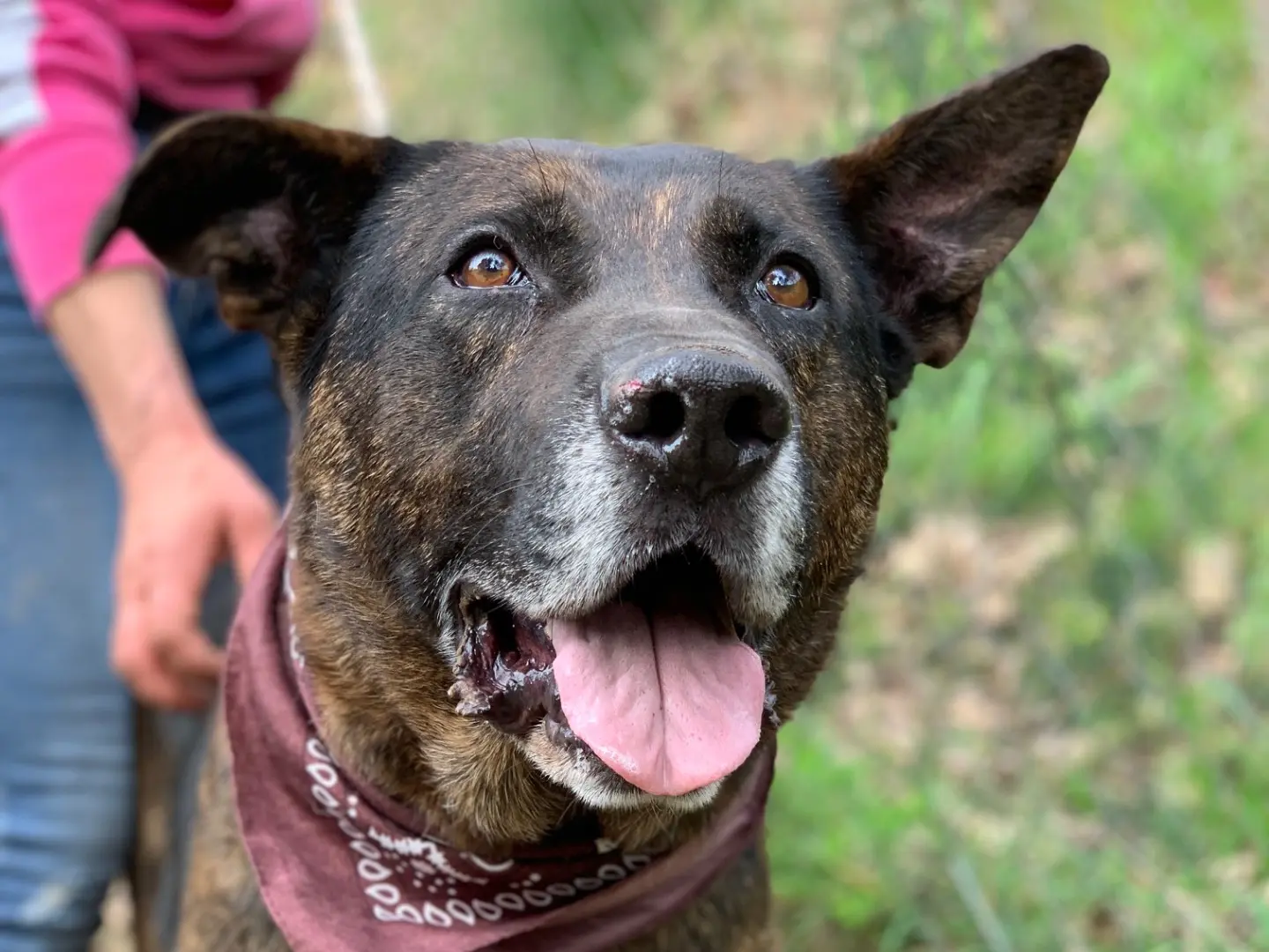 Adotta un cane, maschio, 6 anni e 1 mese, Latina