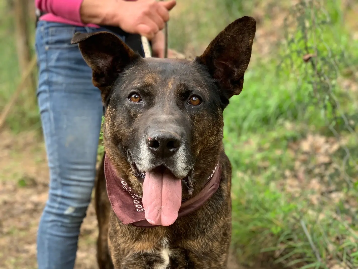 Adozione cane, maschio, Razza sconosciuta Razza sconosciuta, 6 anni e 1 mese, taglia media, Latina