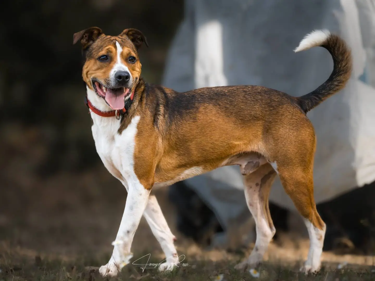 Adozione cane, maschio, Razza sconosciuta Razza sconosciuta, 2 anni e 3 mesi, taglia media, Pisa