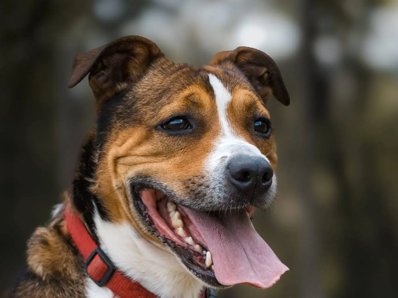 Adotta un cane, maschio, 2 anni e 3 mesi, Pisa
