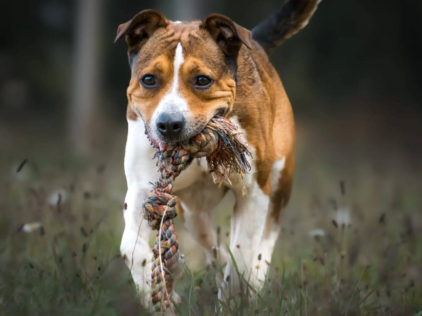 Adotta il cane Pierino a Pisa