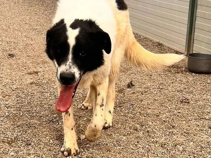 Adotta un cane, taglia grande, maschio, Como