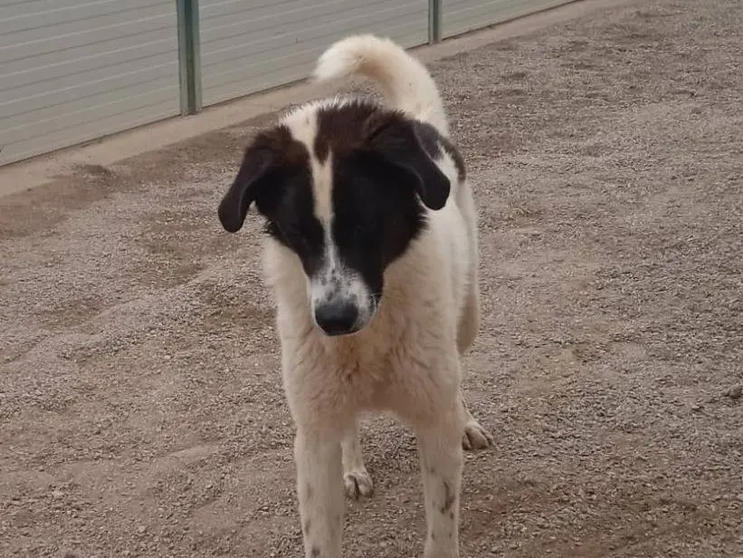 Adotta il cane Garofano a Como