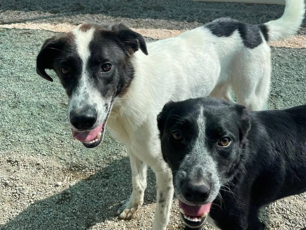 Adotta un cane, maschio, 3 anni e 6 mesi, Como