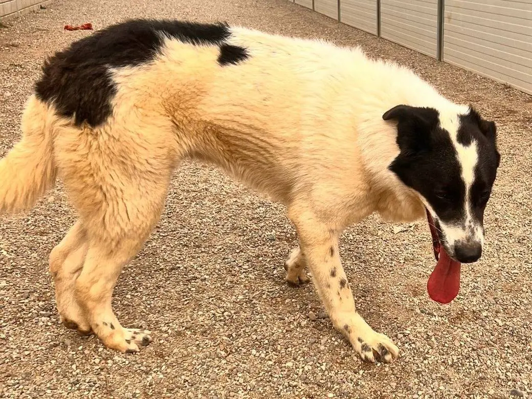 Vuoi adottare un cane a Como?