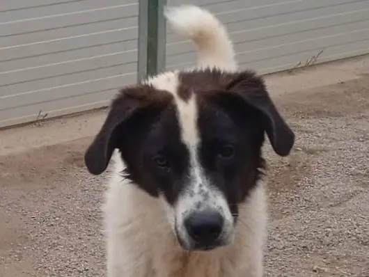 Adozione cane, maschio, Razza sconosciuta Razza sconosciuta, 3 anni e 6 mesi, taglia grande, Como