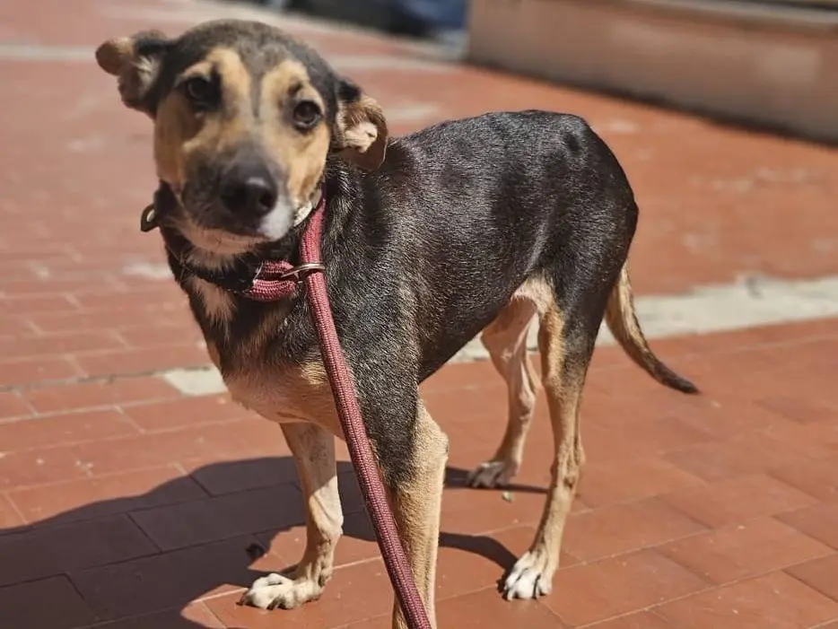 Adozione cane, maschio, Razza sconosciuta Razza sconosciuta, 5 anni e 6 mesi, taglia piccola, Avellino