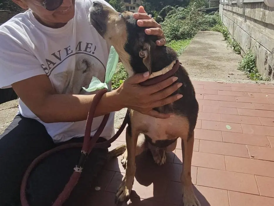 Adotta un cane, taglia piccola, maschio, Avellino