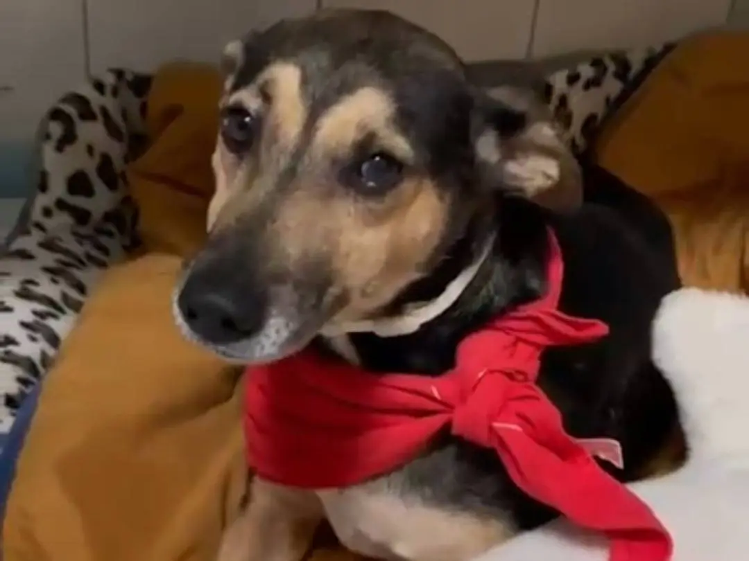 Adotta un cane, maschio, 5 anni e 6 mesi, Avellino