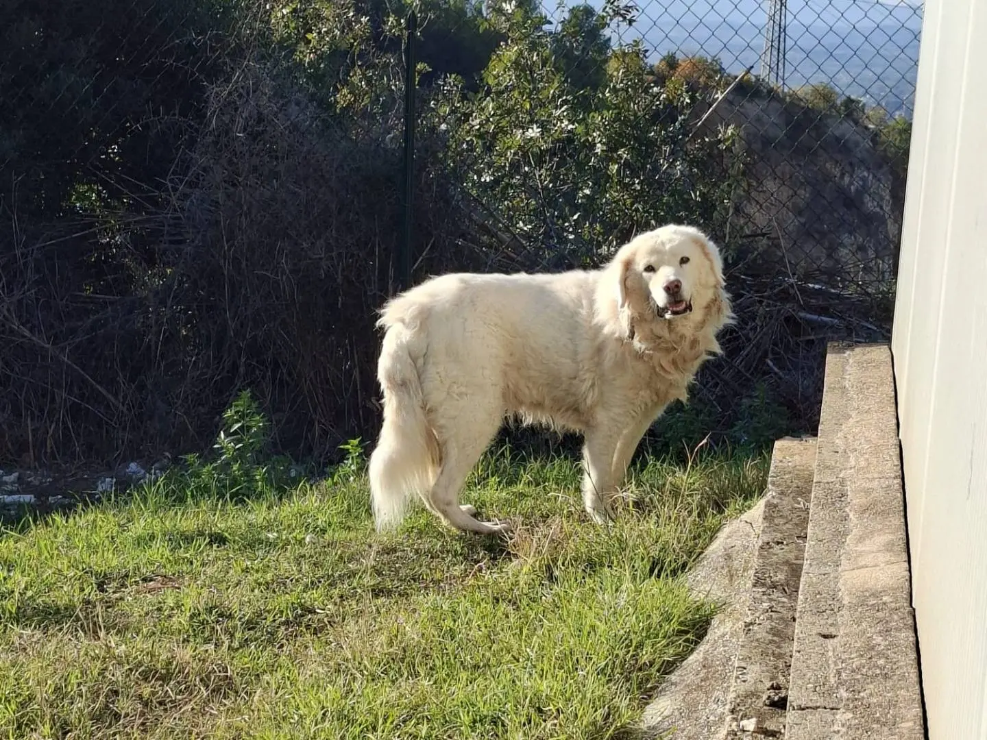 Foto 2 dell'animale
