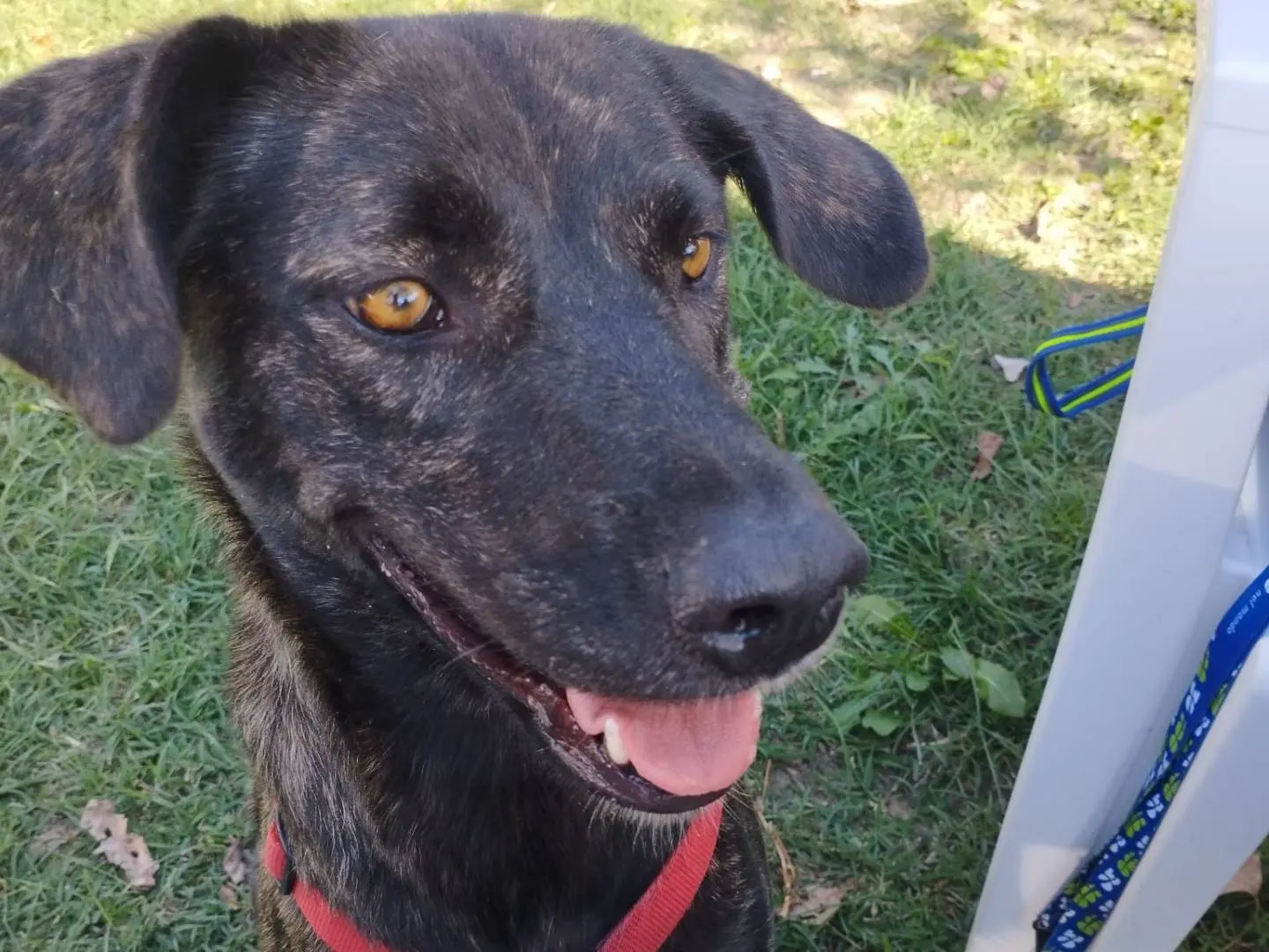 Adozione cane, femmina, Razza sconosciuta Razza sconosciuta, 1 anno e 5 mesi, taglia media, Milano