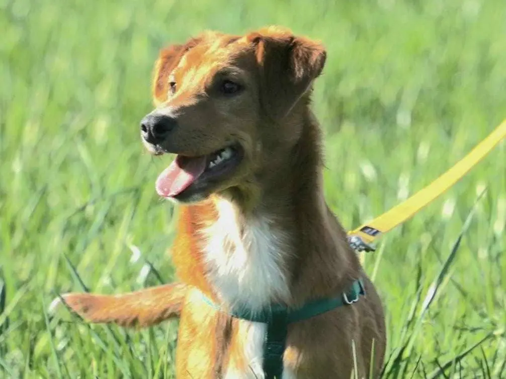Adotta un cane, taglia media contenuta, femmina, Como