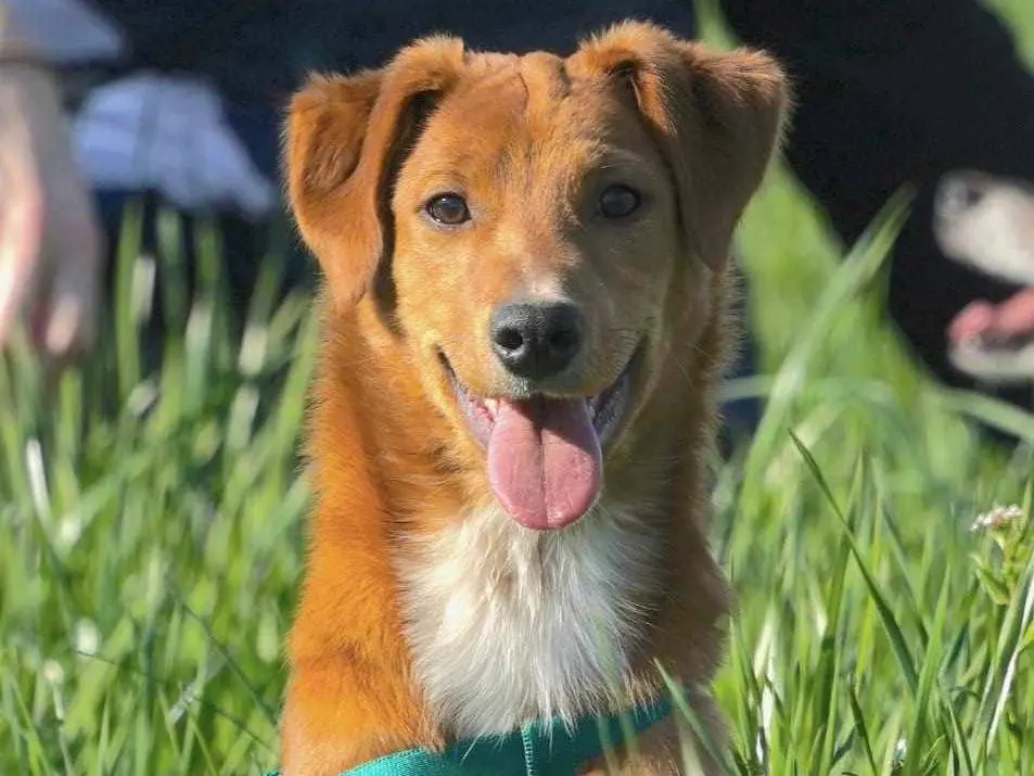 Adotta un cane, femmina, 3 anni, Como