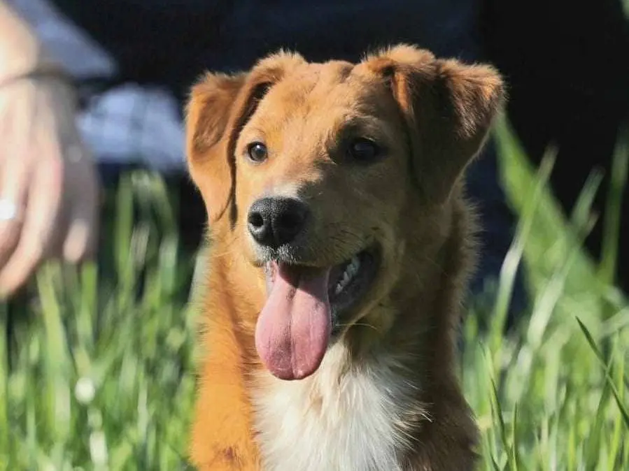 Adozione cane, femmina, meticcio, 3 anni, taglia media contenuta, Como