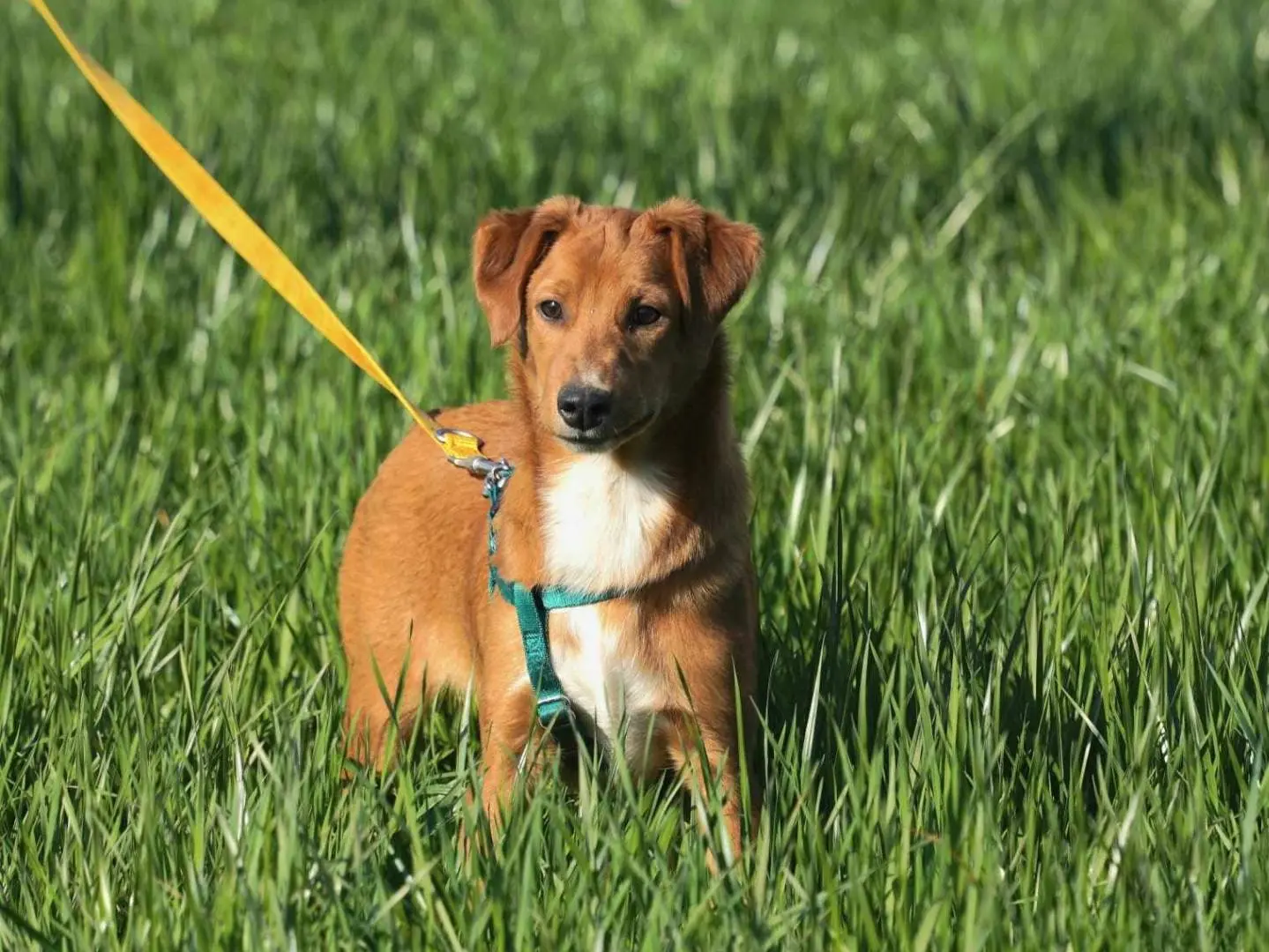 Vuoi adottare un cane a Como?