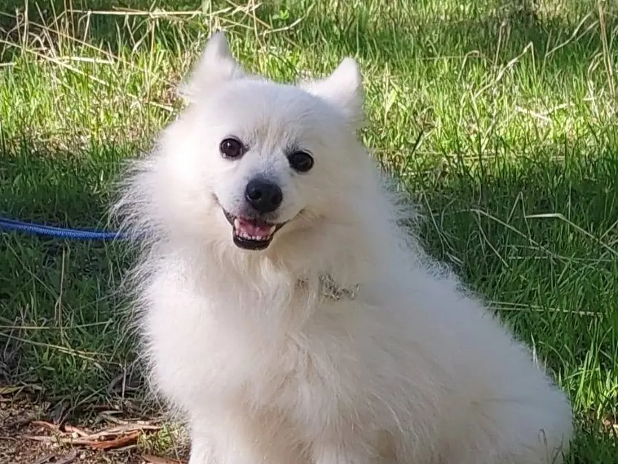 Adotta un cane, taglia piccola, maschio, Bari