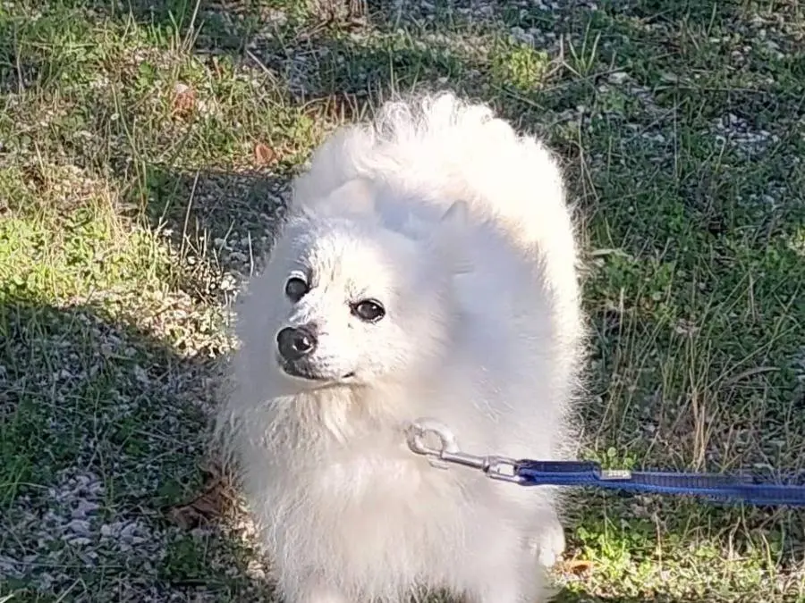 Vuoi adottare un cane a Bari?