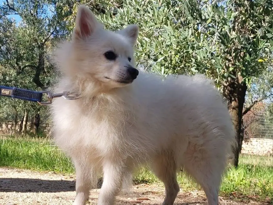 Adozione cane, maschio, Razza sconosciuta Razza sconosciuta, 6 anni e 1 mese, taglia piccola, Bari