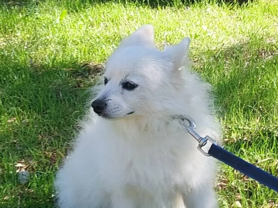 Adotta un cane, maschio, 6 anni e 1 mese, Bari