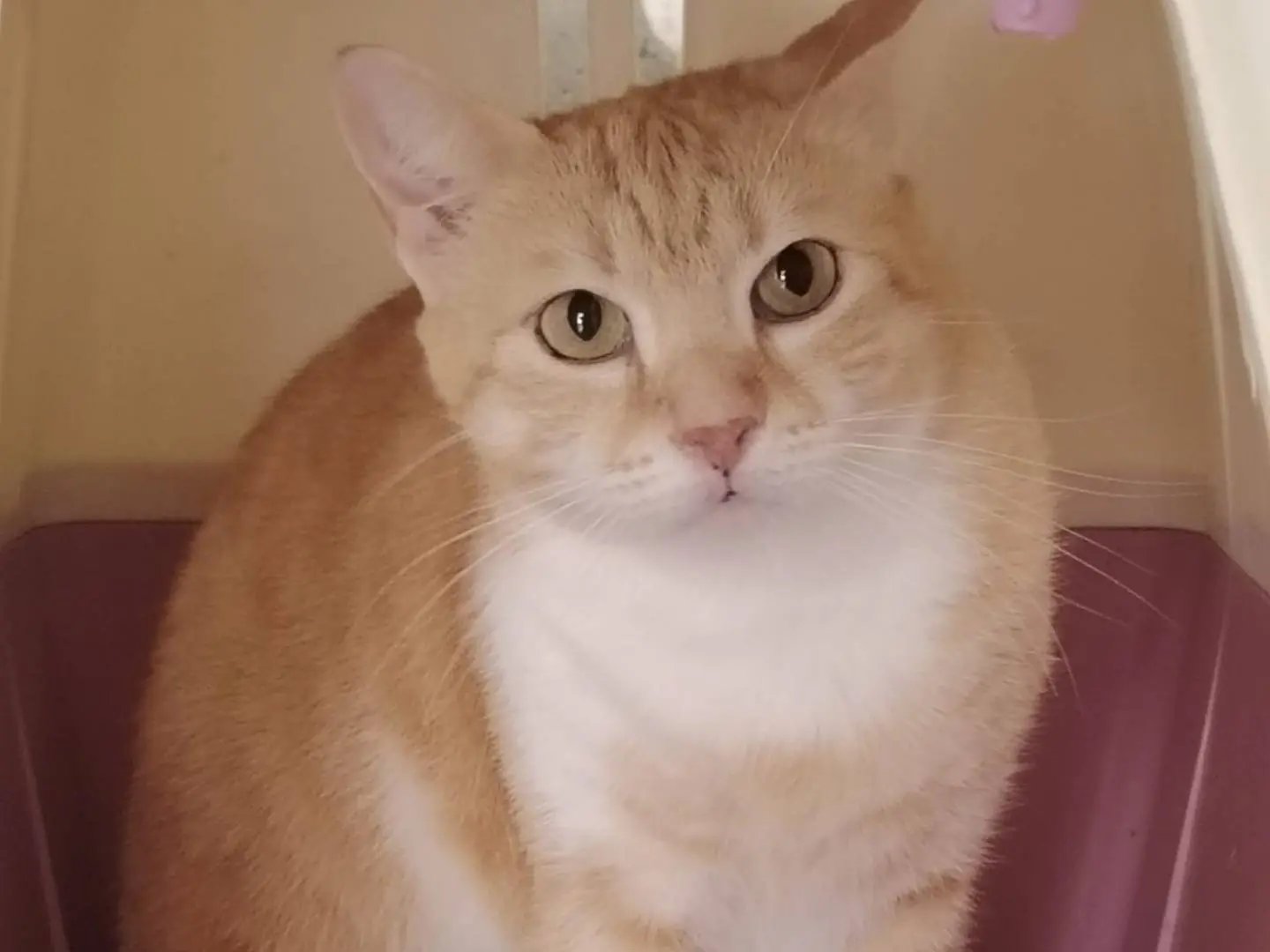 Adotta un gatto, femmina, 5 anni e 5 mesi, Agrigento