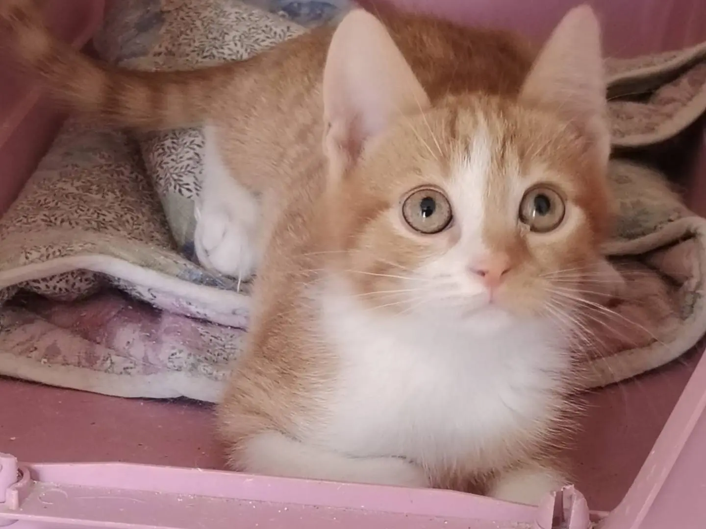 Adotta un gatto, taglia non valida, femmina, Agrigento