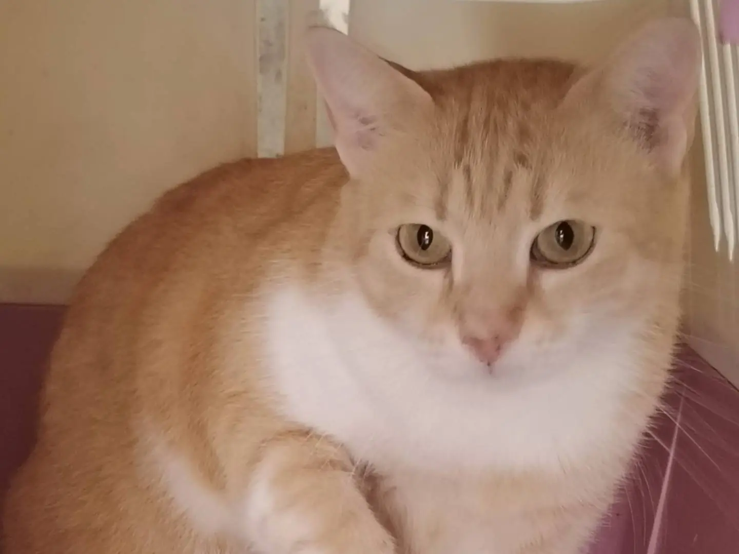 Adozione gatto, femmina, Razza sconosciuta Razza sconosciuta, 5 anni e 5 mesi, taglia non valida, Agrigento