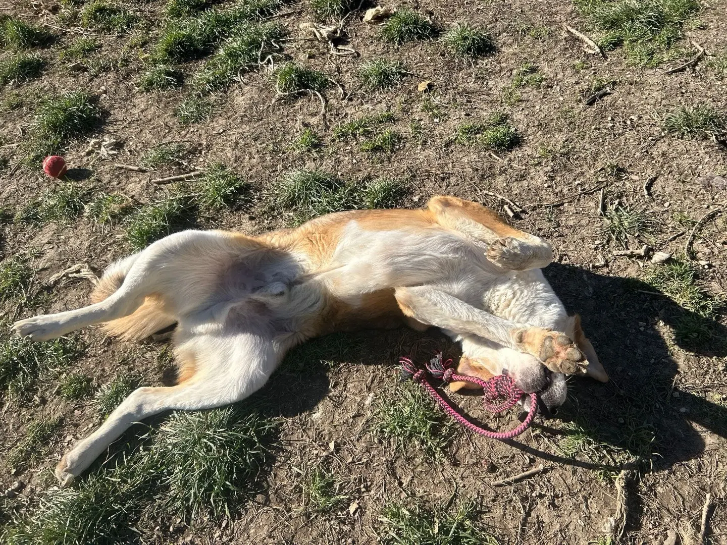Vuoi adottare un cane a Laquila?