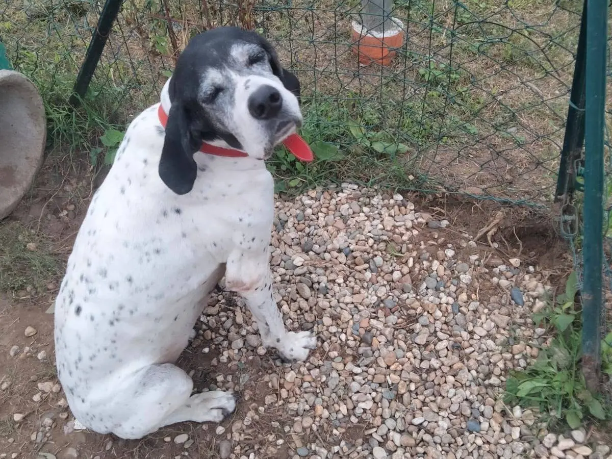 Adotta un cane, femmina, 9 anni e 3 mesi, Pavia