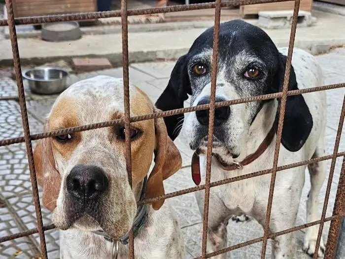 Adotta un cane, taglia grande, femmina, Pavia