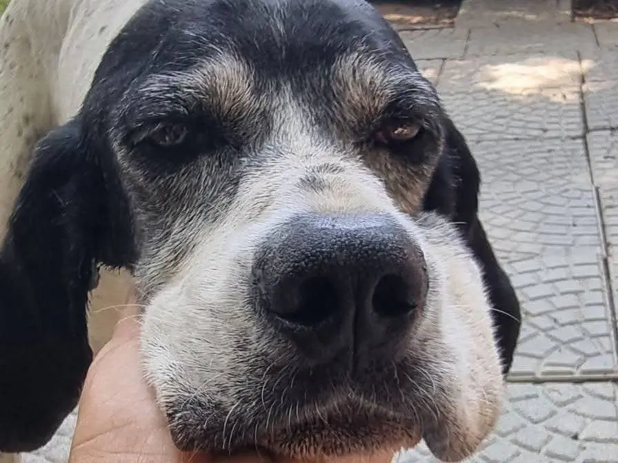 Adozione cane, femmina, Pointer Razza sconosciuta, 9 anni e 3 mesi, taglia grande, Pavia