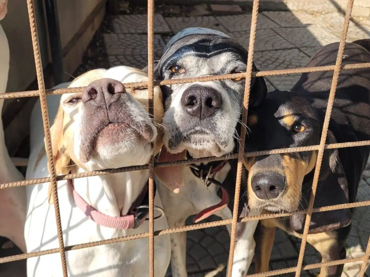 Vuoi adottare un cane a Pavia?