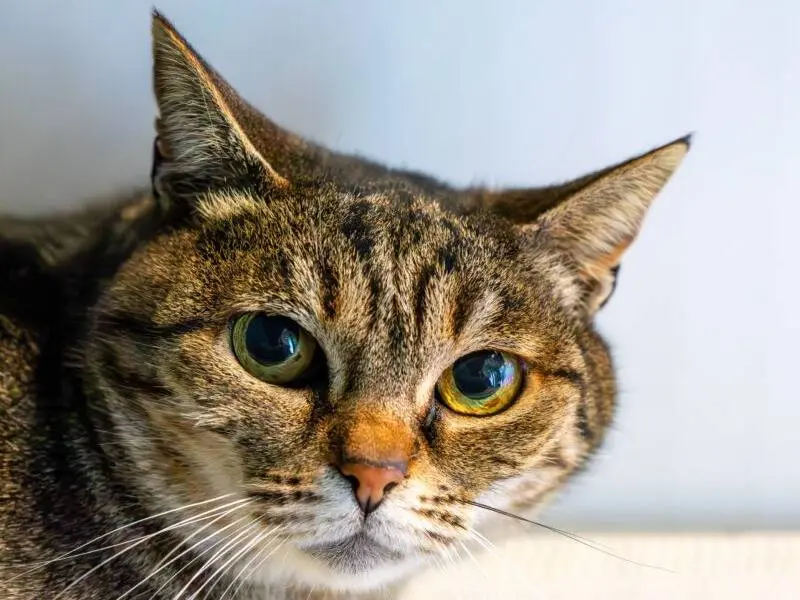 Adozione gatto, femmina, Razza sconosciuta Razza sconosciuta, 11 anni e 7 mesi, taglia non valida, Monza