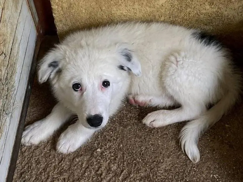 Vuoi adottare un cane a Cuneo?