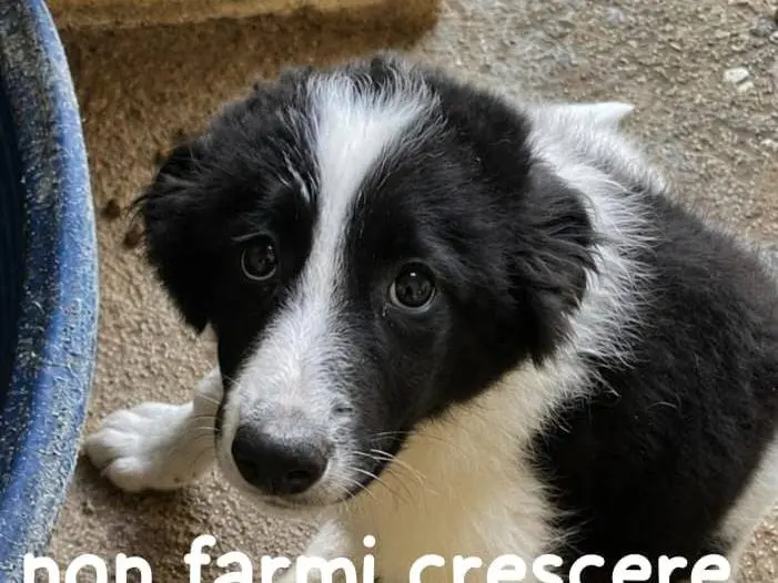 Adozione cane, femmina, Razza sconosciuta Razza sconosciuta, 6 mesi, taglia media, Cuneo