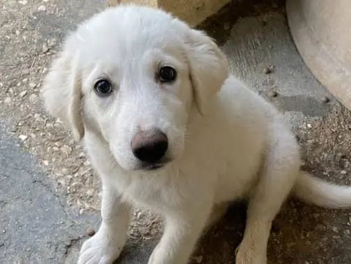 Adotta un cane, femmina, 6 mesi, Cuneo