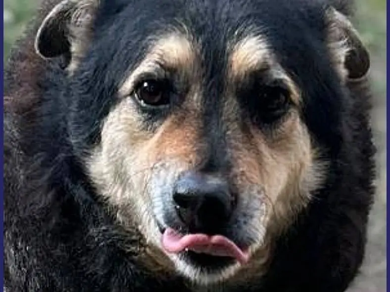 Vuoi adottare un cane a Caserta?