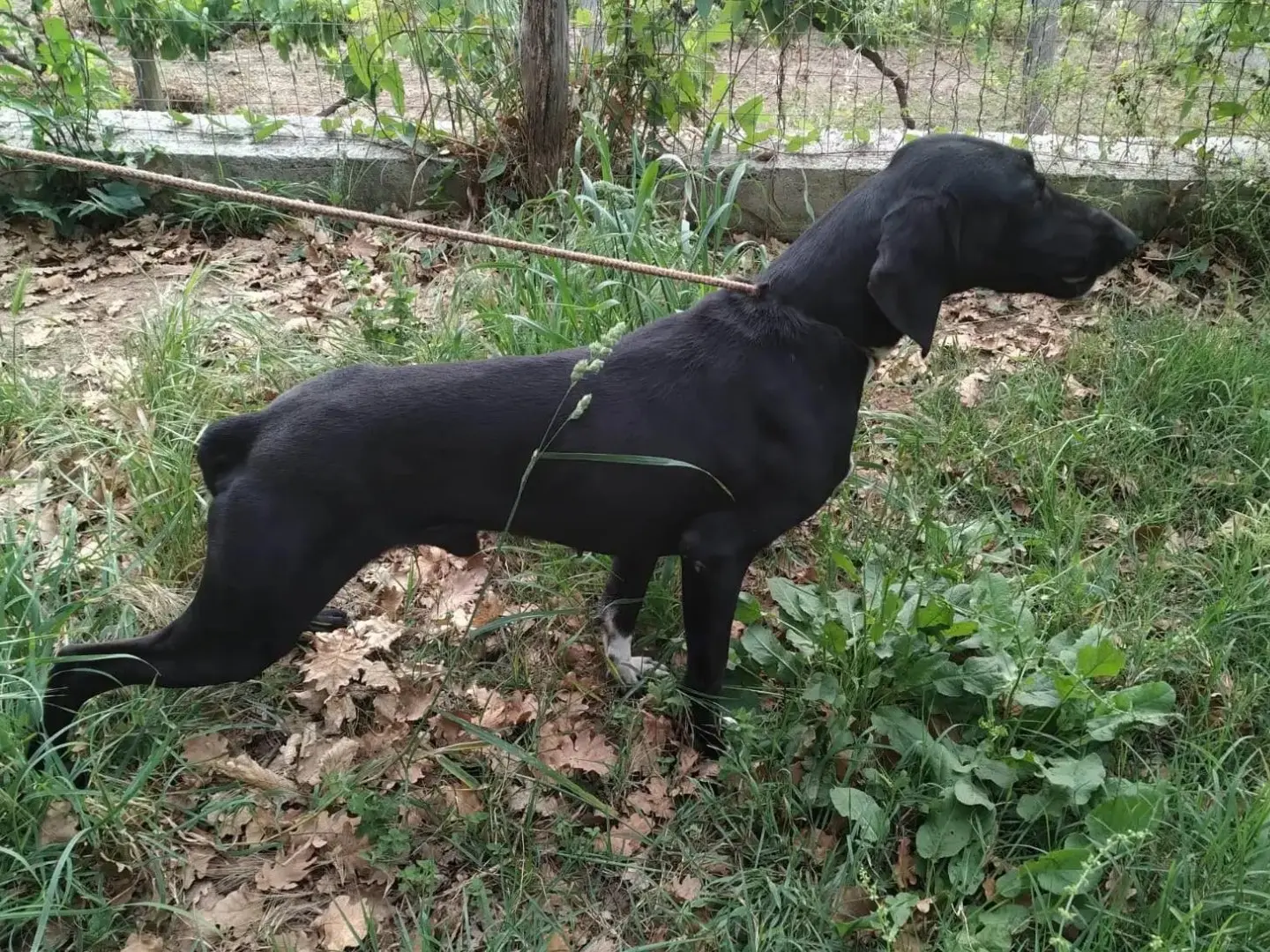 Adotta un cane, taglia media, maschio, Trento