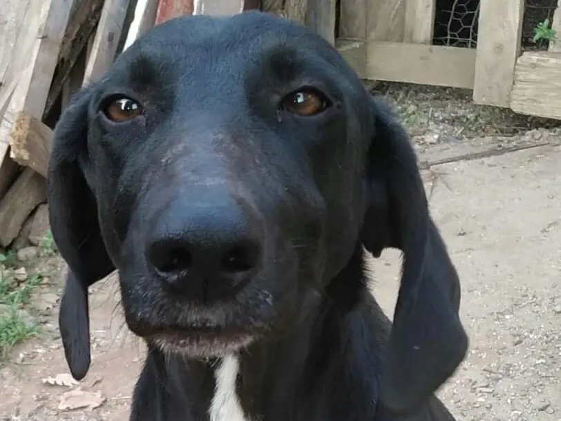 Adotta il cane Siryus a Trento