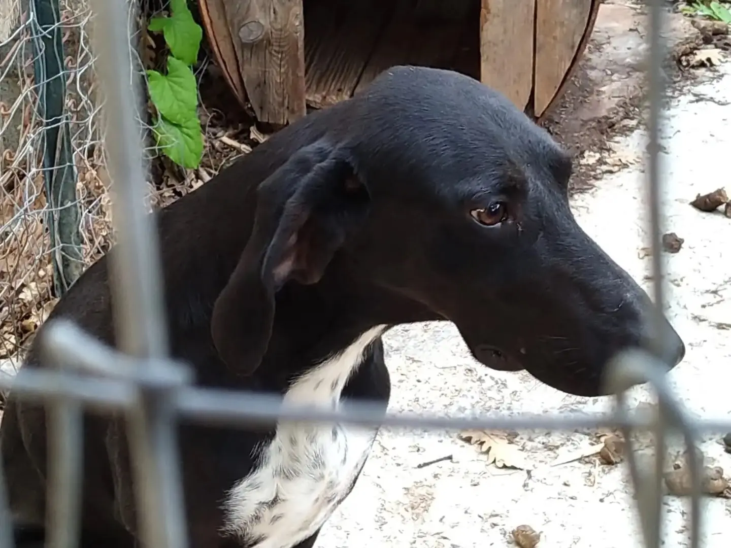 Adotta un cane, maschio, 9 anni, Trento