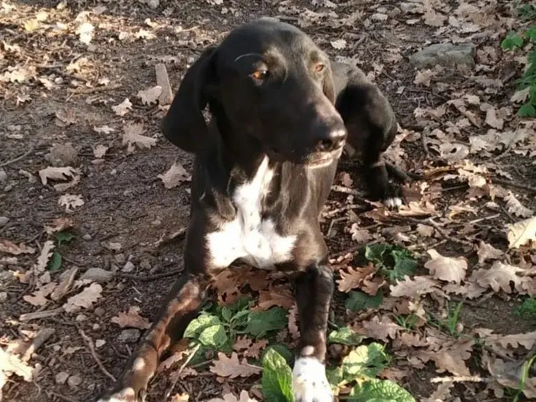 Adozione cane, maschio, Segugio Razza sconosciuta, 9 anni, taglia media, Trento