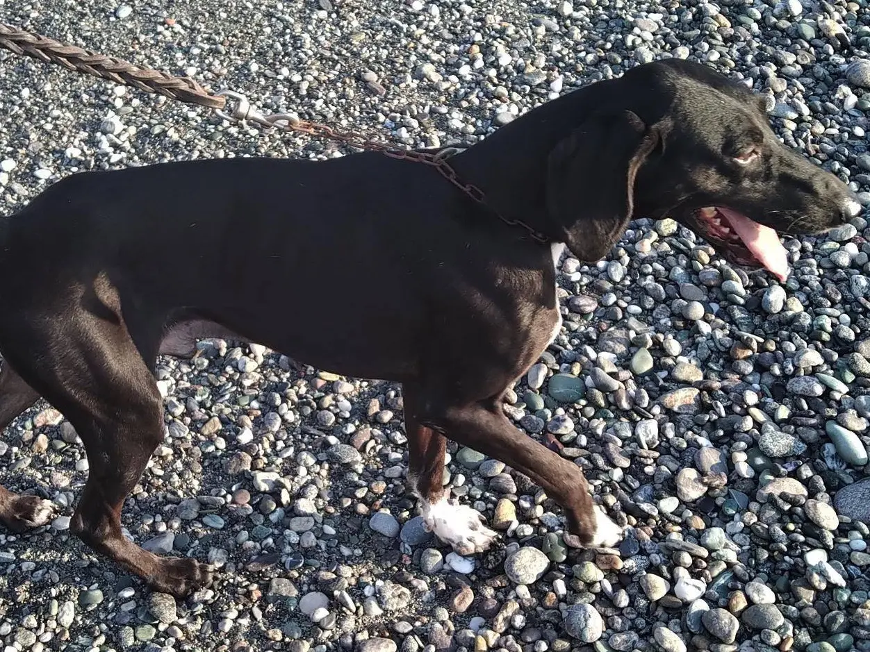 Vuoi adottare un cane a Trento?