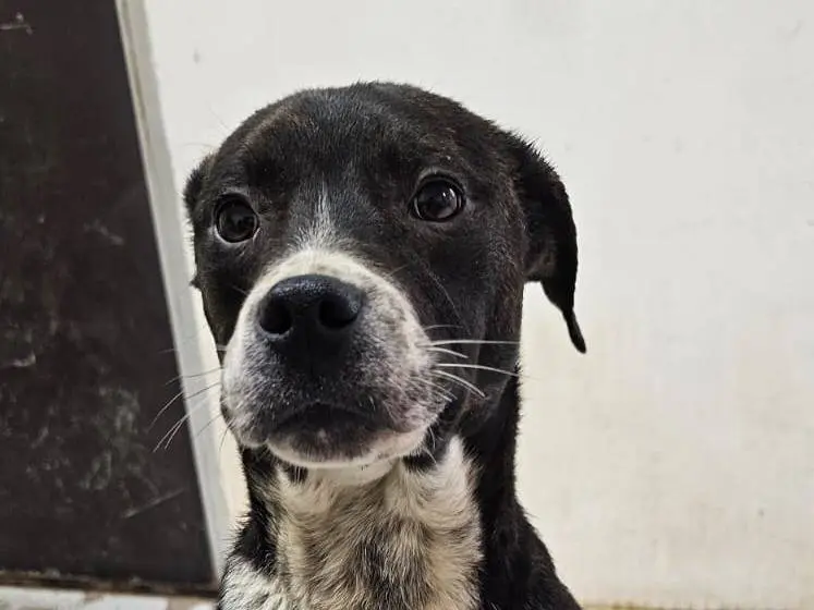 Adotta un cane, maschio, 3 anni e 3 mesi, Potenza